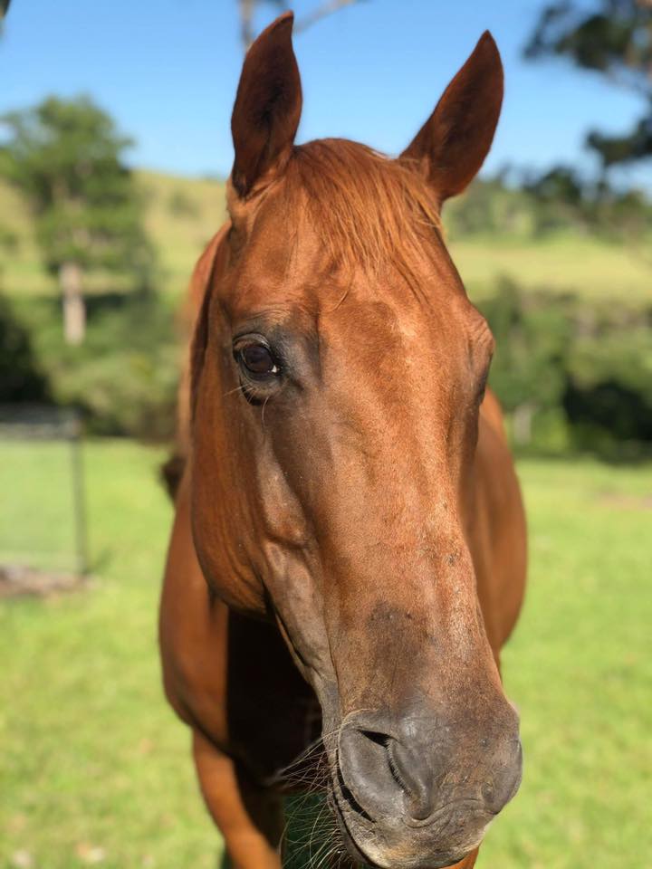 Tonto, the friendly horse